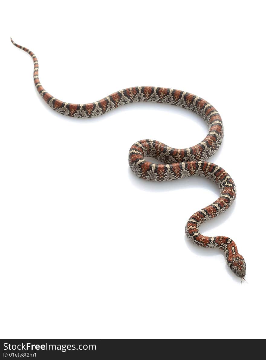 San Louis Petos Kingsnake (Lampropeltis m. Mexicana) isolated on white background.