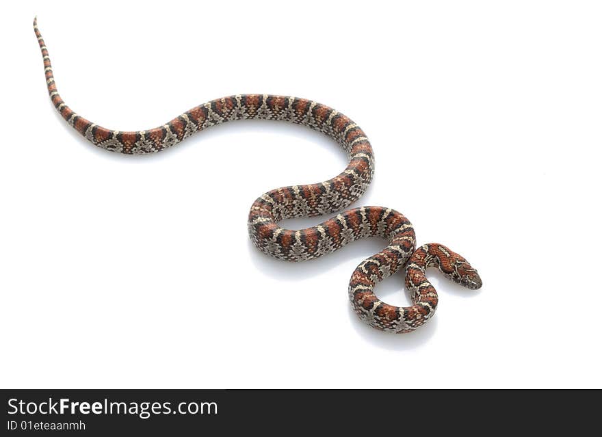 San Louis Petos Kingsnake (Lampropeltis m. Mexicana) isolated on white background.