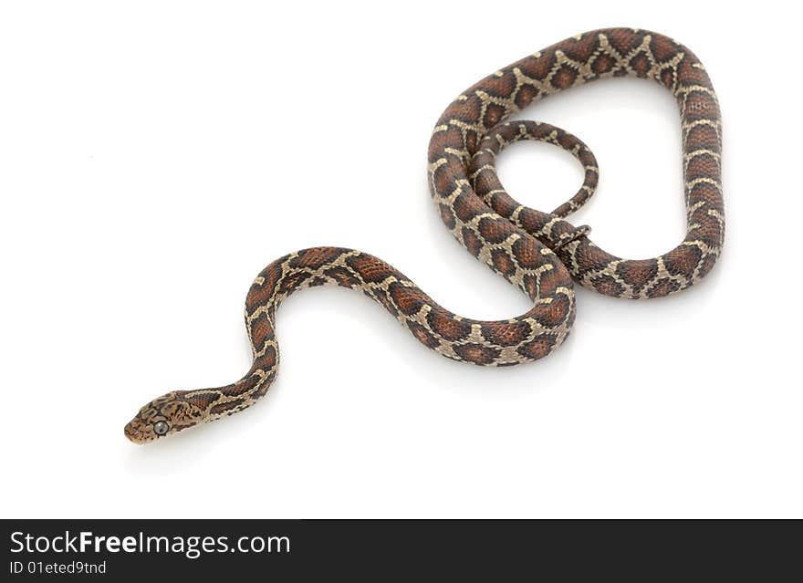 Mexican Night Snake