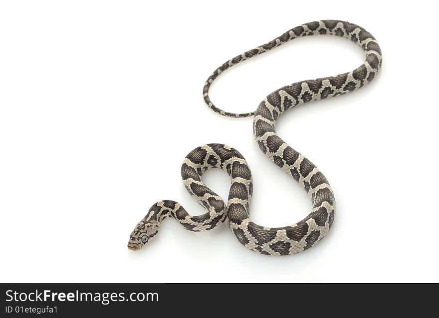 Anery Mexican Night Snake (Elaphe flavirufa) isolated on white background.