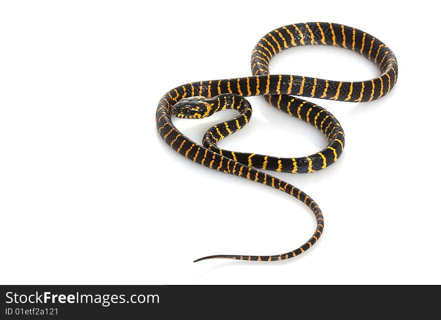 Midnight Mangrove Snake isolated on white background.