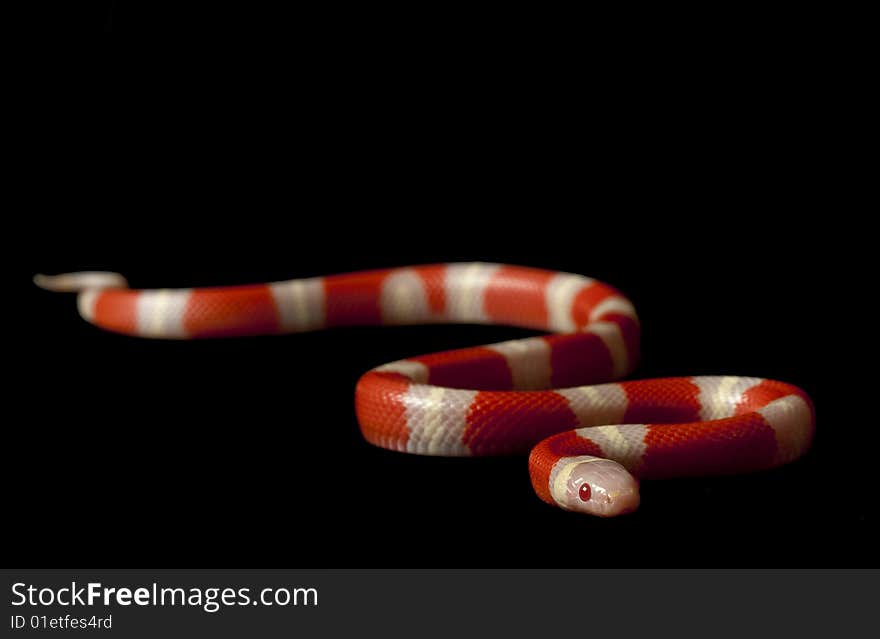 Albino Nelson�s Milksnake (Lampropeltis triangulum nelsoni) isolated on black background.