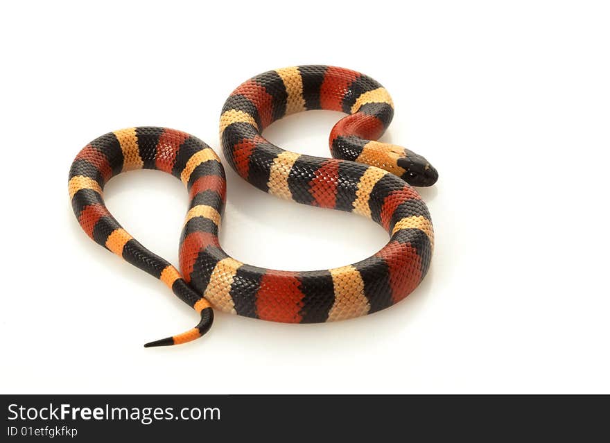 San Pueblan Milksnake (Lampropeltis triangulum cambelli) isolated on white background.