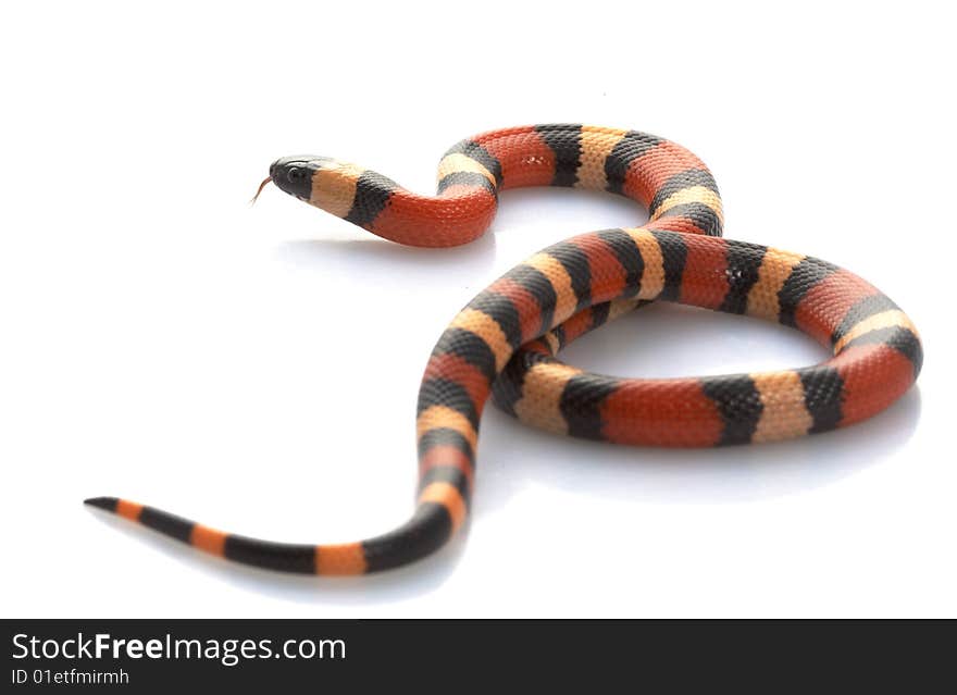 San Pueblan Milksnake