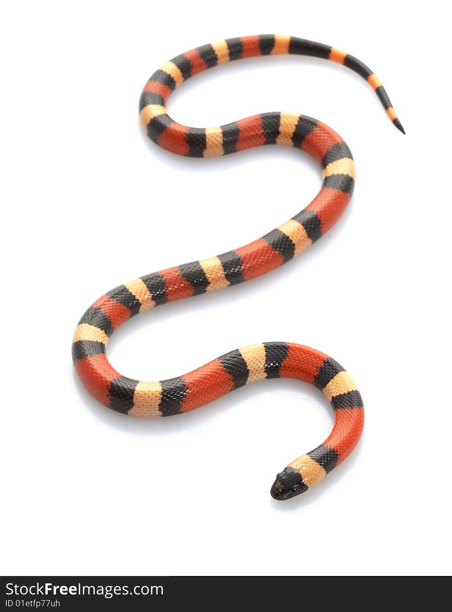 San Pueblan Milksnake (Lampropeltis triangulum cambelli) isolated on white background.