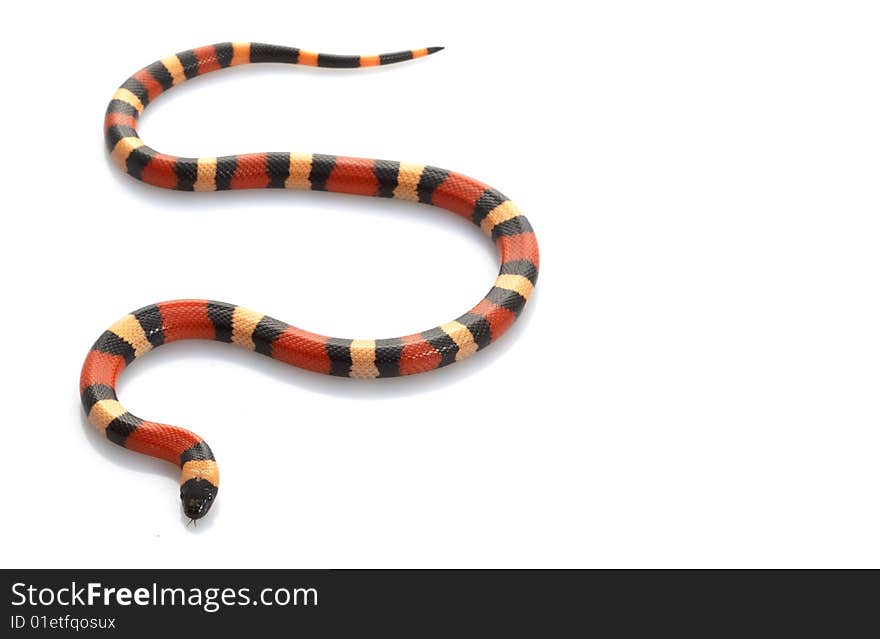 San Pueblan Milksnake (Lampropeltis triangulum cambelli) isolated on white background.