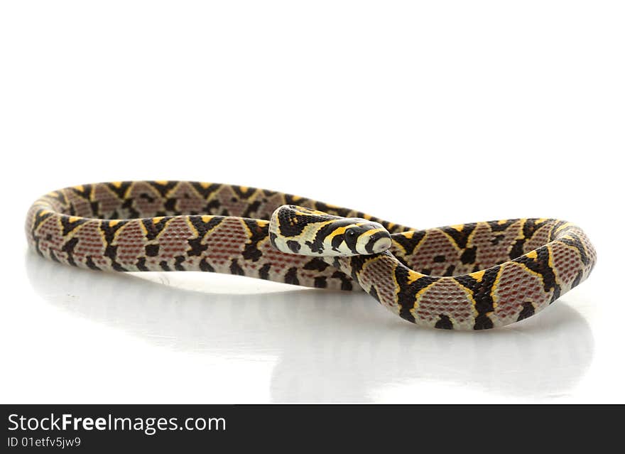 Mandarin Rat Snake