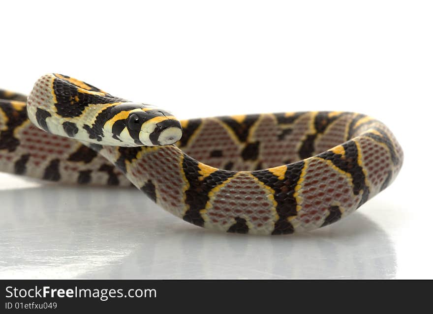 Mandarin Rat Snake (Elaphe Mandarina) isolated on white background.