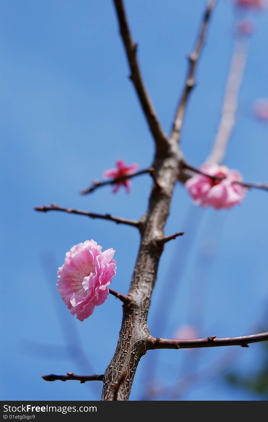 Blossom plum branch