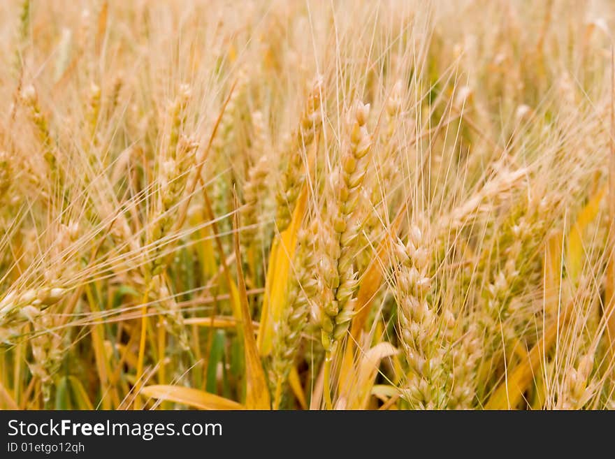 Golden wheat in the field. Golden wheat in the field