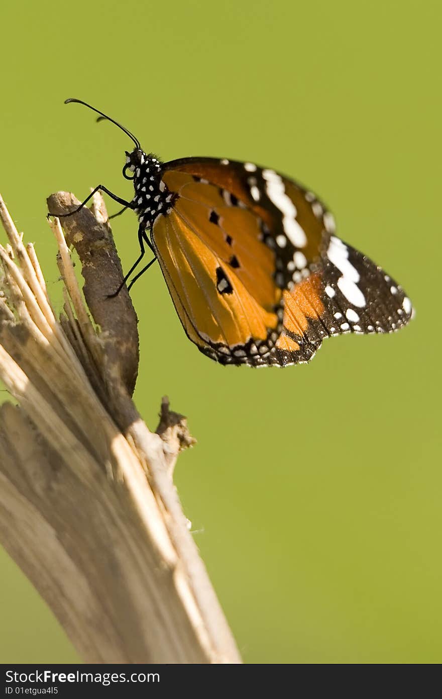 Monarch butterfly resting on a trunk