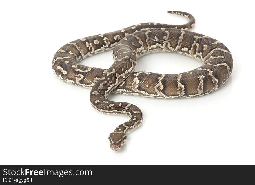 Angolan Python