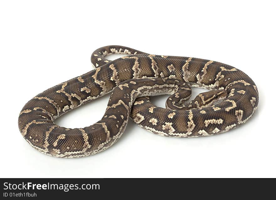 Angolan Python