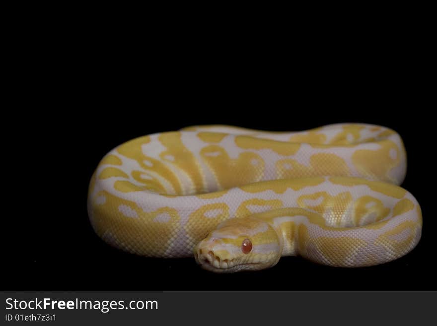 Albino Ball Python