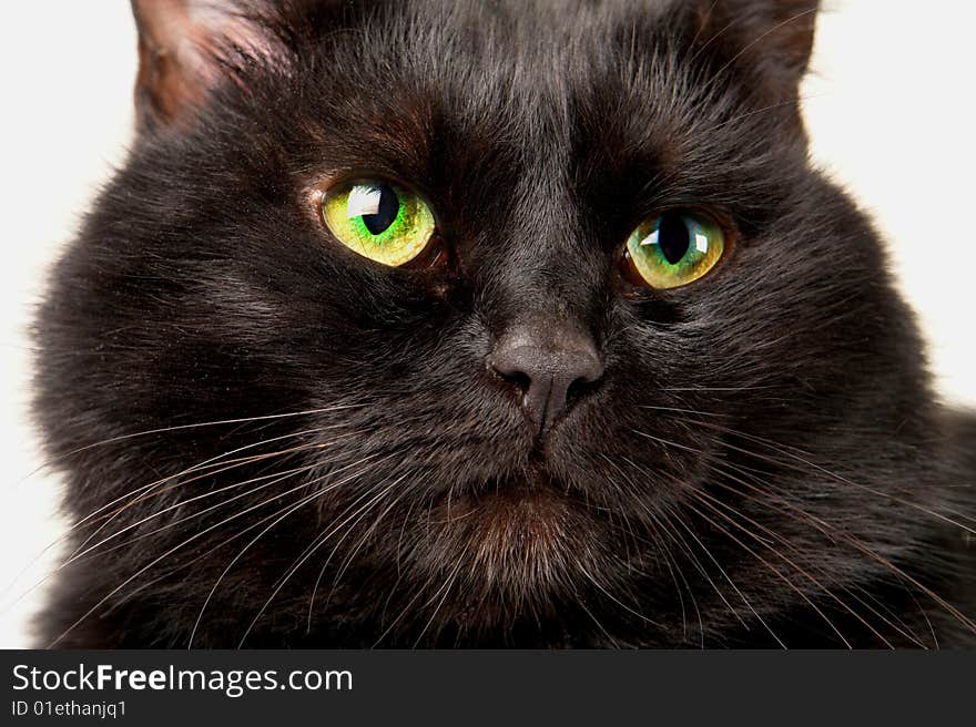 Black cat on a white background