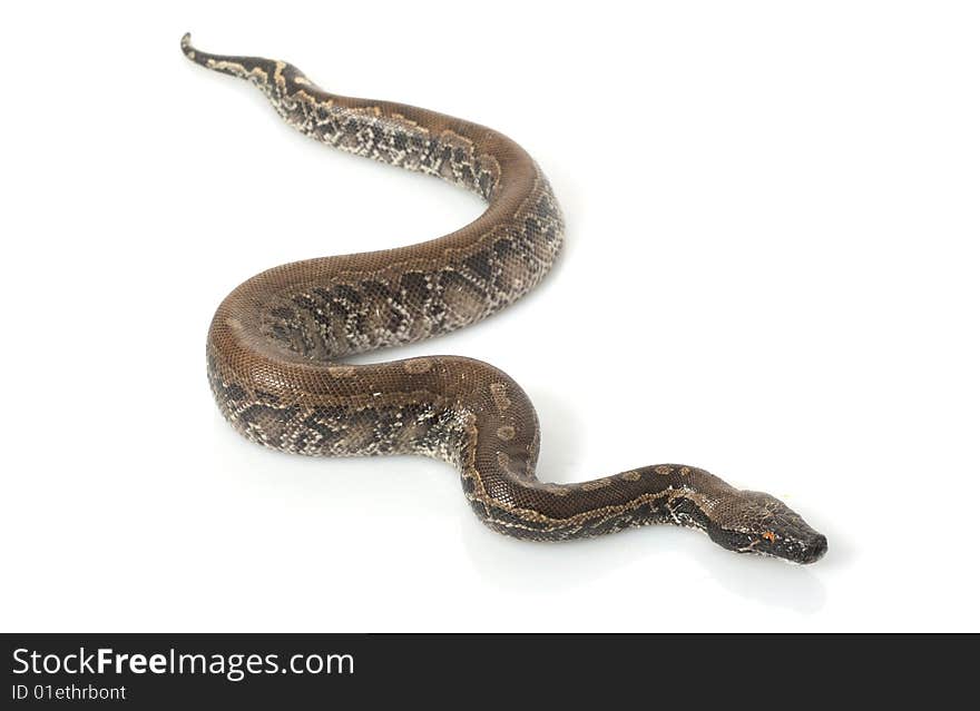 Borneo Black Blood Python (Python curtus breitensteini) isolated on white background.