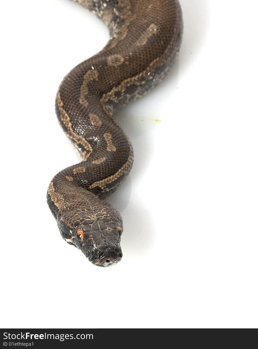 Borneo Black Blood Python (Python curtus breitensteini) isolated on white background.