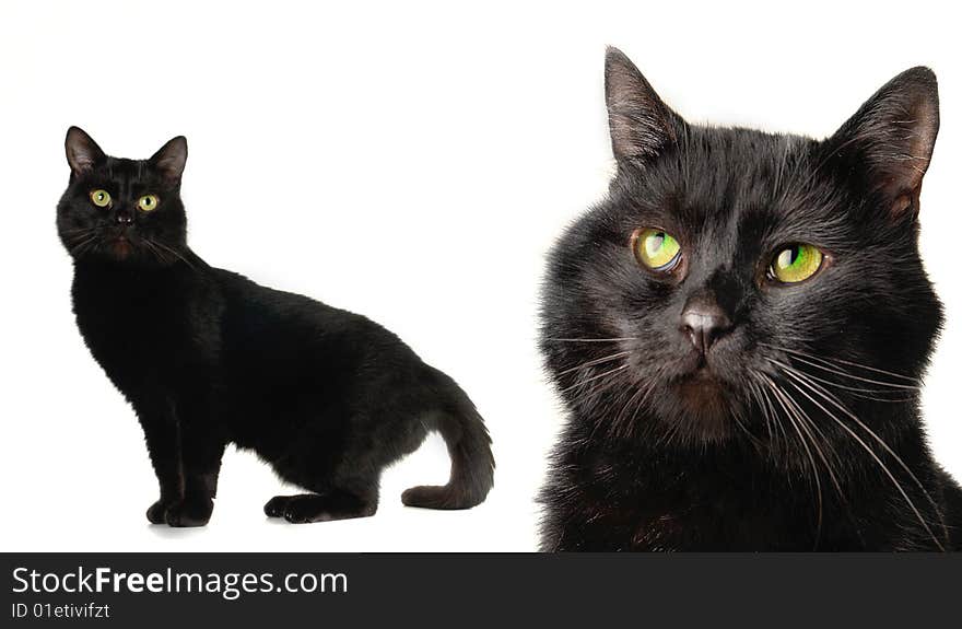 Black cat on a white background