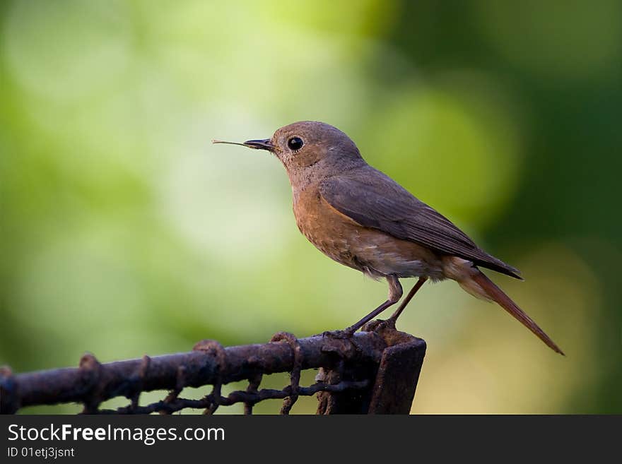 Bird - male redstart