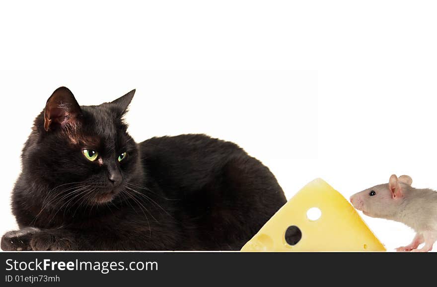 Cat and rat on a white background