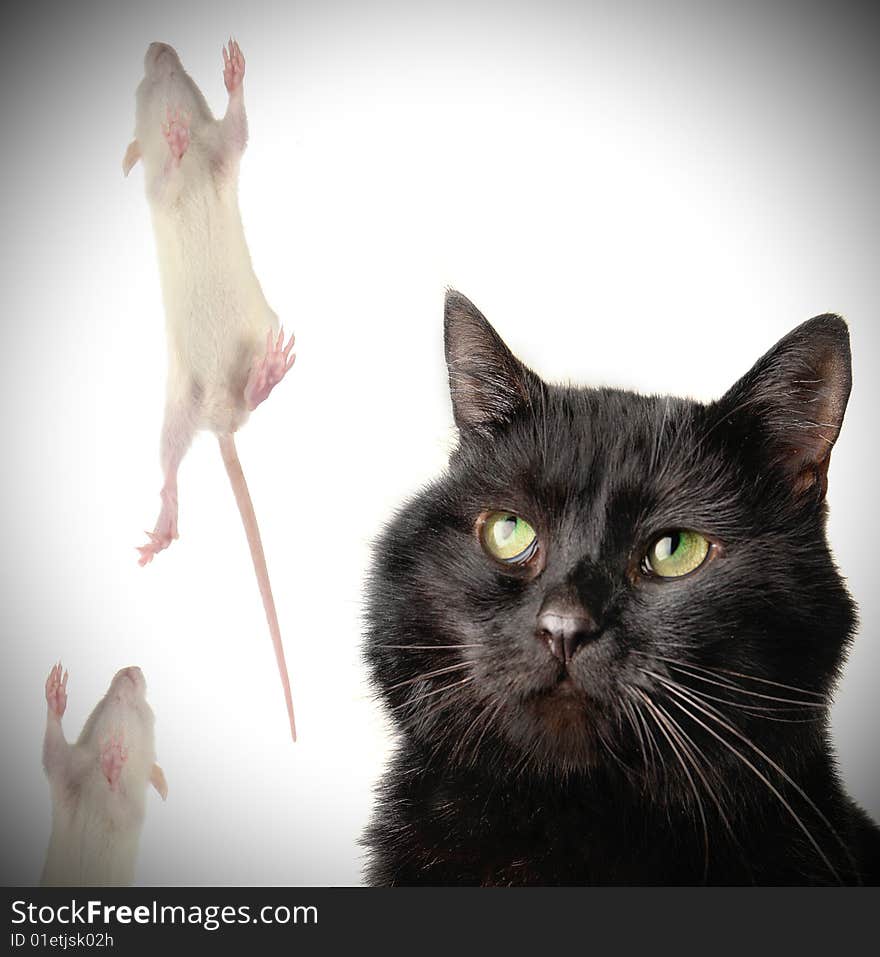 Cat and rat on a white background