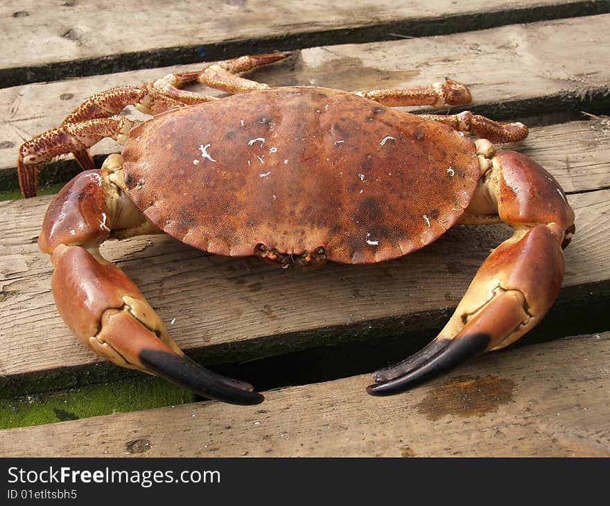 Live brown crabs for sale at food market