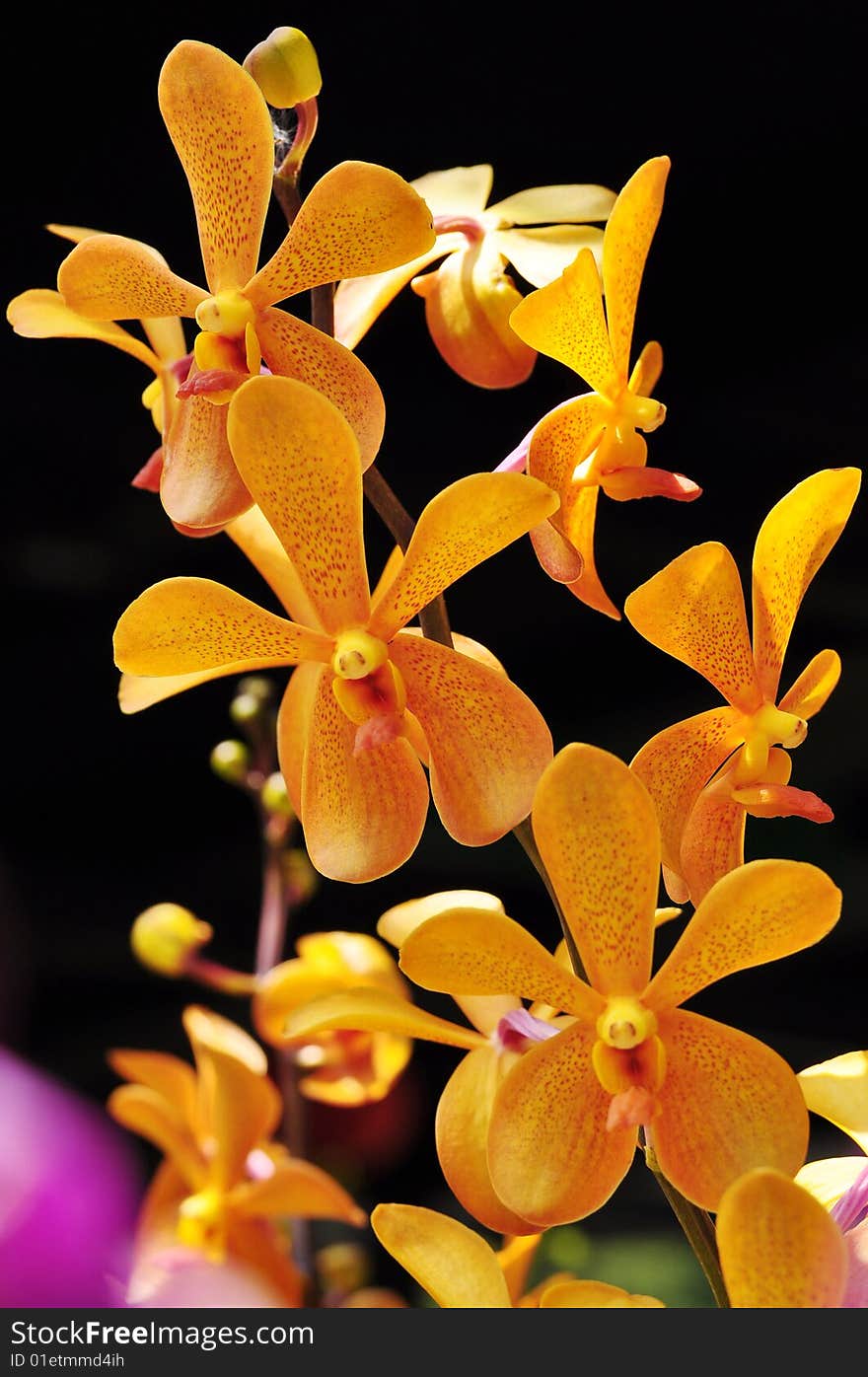 Yellow orchid flowers