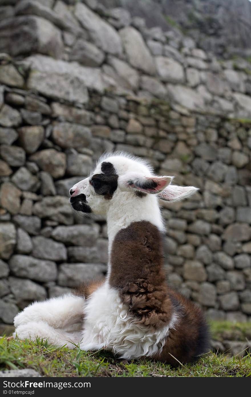 Machu Picchu is a pre-Columbian Inca site located 2,430 metres (8,000 ft) above sea level. It is situated on a mountain ridge above the Urubamba Valley in Peru, which is 80 kilometres (50 mi) northwest of Cusco and through which the Urubamba River flows. The river is a partially navigable headwater of the Amazon River. Often referred to as The Lost City of the Incas, Machu Picchu is one of the m. Machu Picchu is a pre-Columbian Inca site located 2,430 metres (8,000 ft) above sea level. It is situated on a mountain ridge above the Urubamba Valley in Peru, which is 80 kilometres (50 mi) northwest of Cusco and through which the Urubamba River flows. The river is a partially navigable headwater of the Amazon River. Often referred to as The Lost City of the Incas, Machu Picchu is one of the m