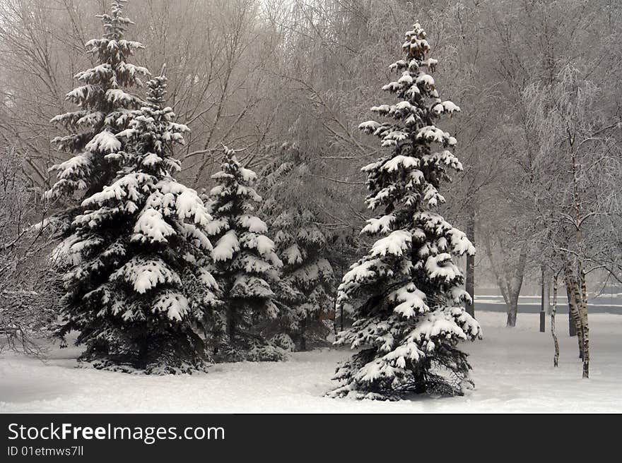 Fur-tree on a background of park. Fur-tree on a background of park