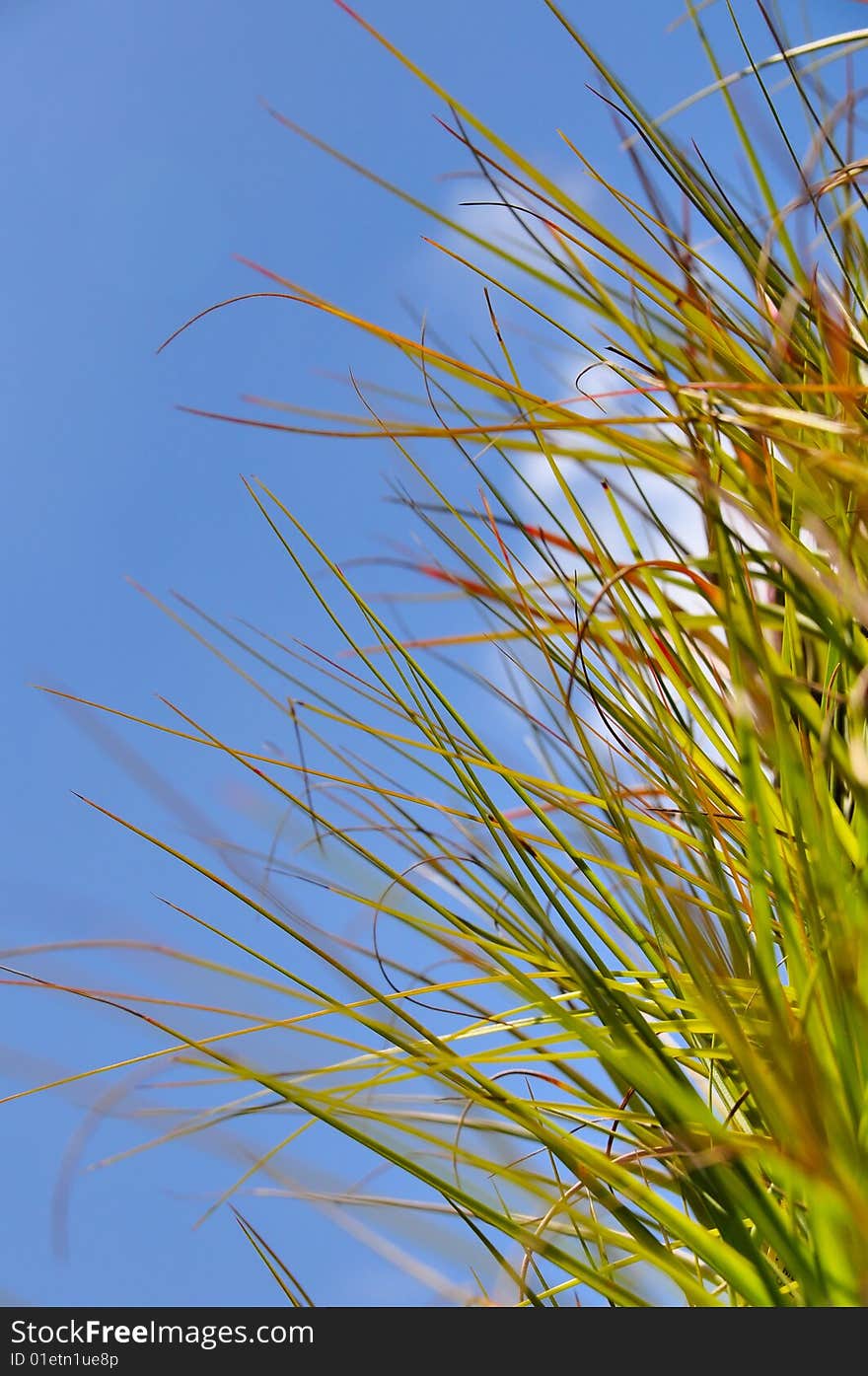 Spiky grass