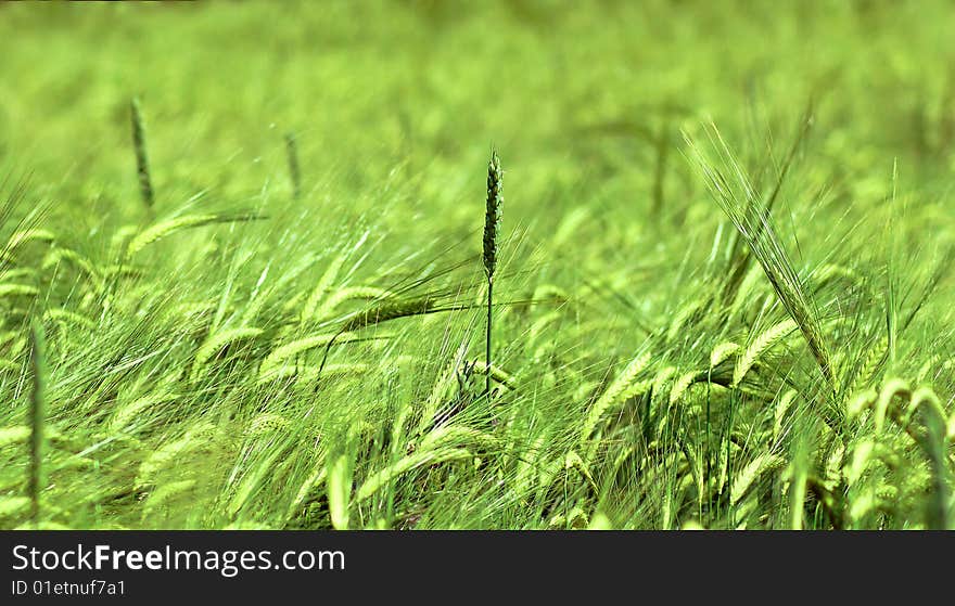 Photo of a green field. Photo of a green field