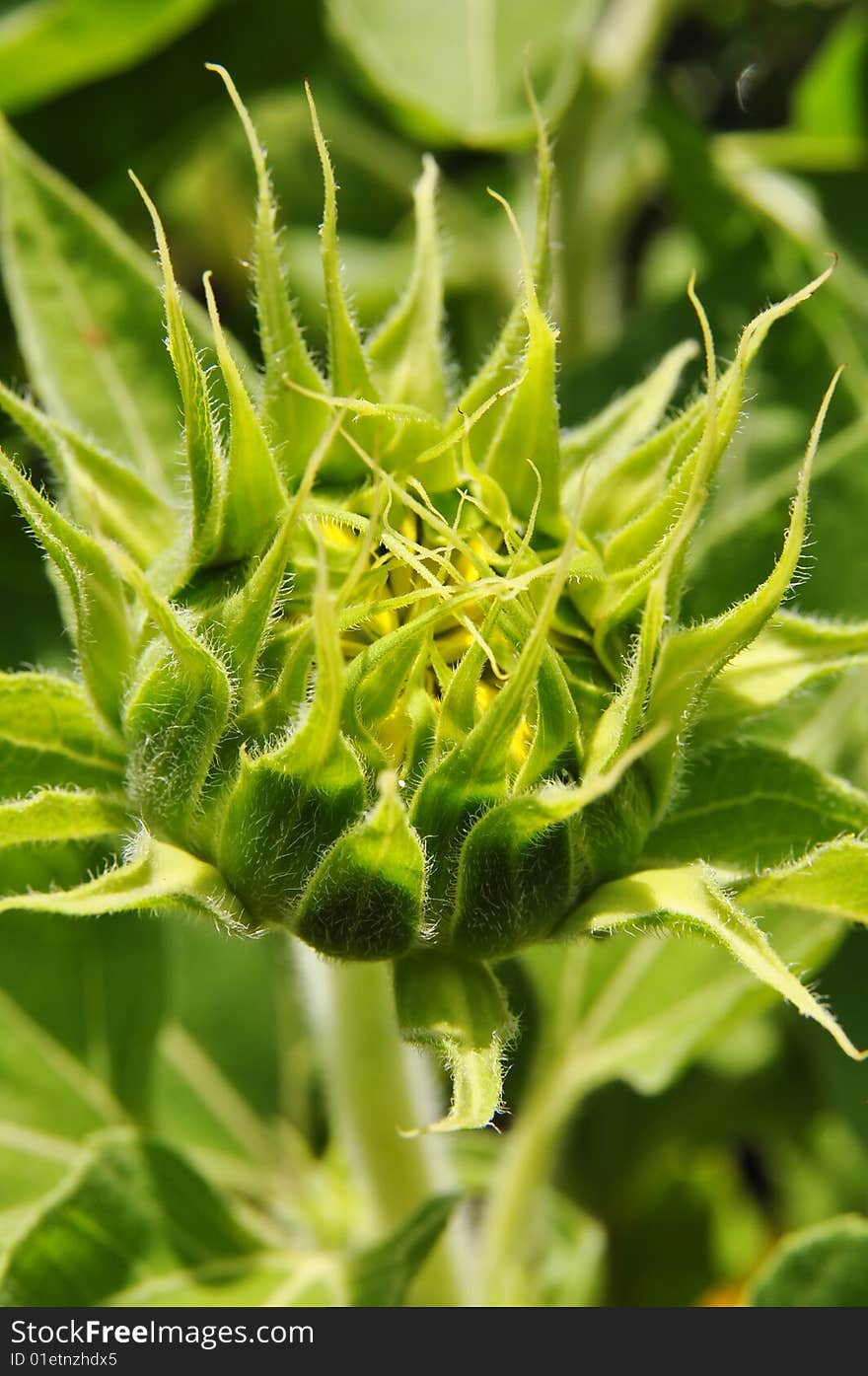 Young sunflower