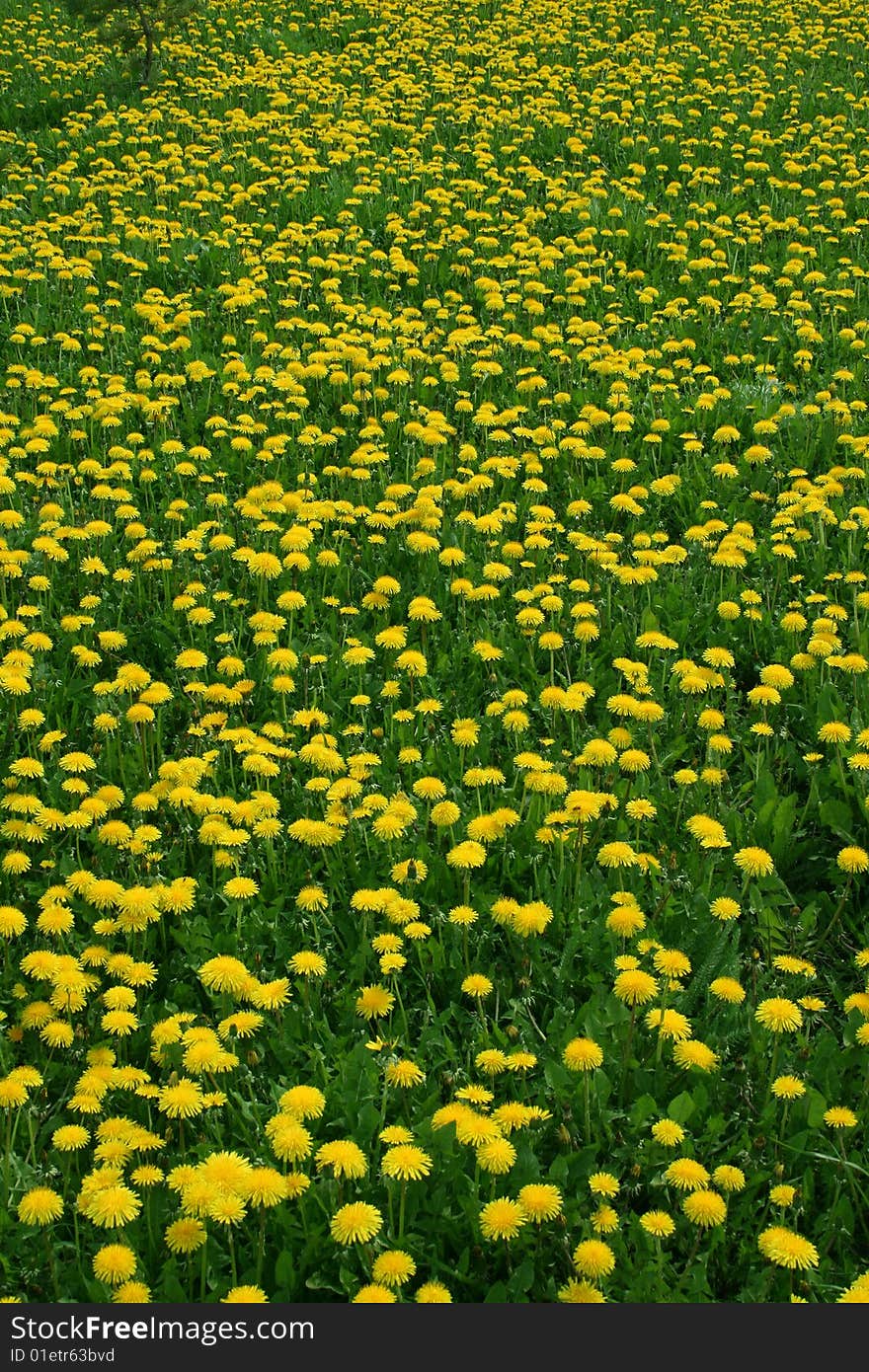 Floral Background Dandelion