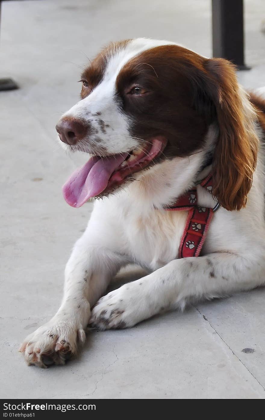 Dog resting after walk