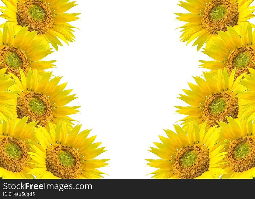 Sunflower isolated in white background. Sunflower isolated in white background