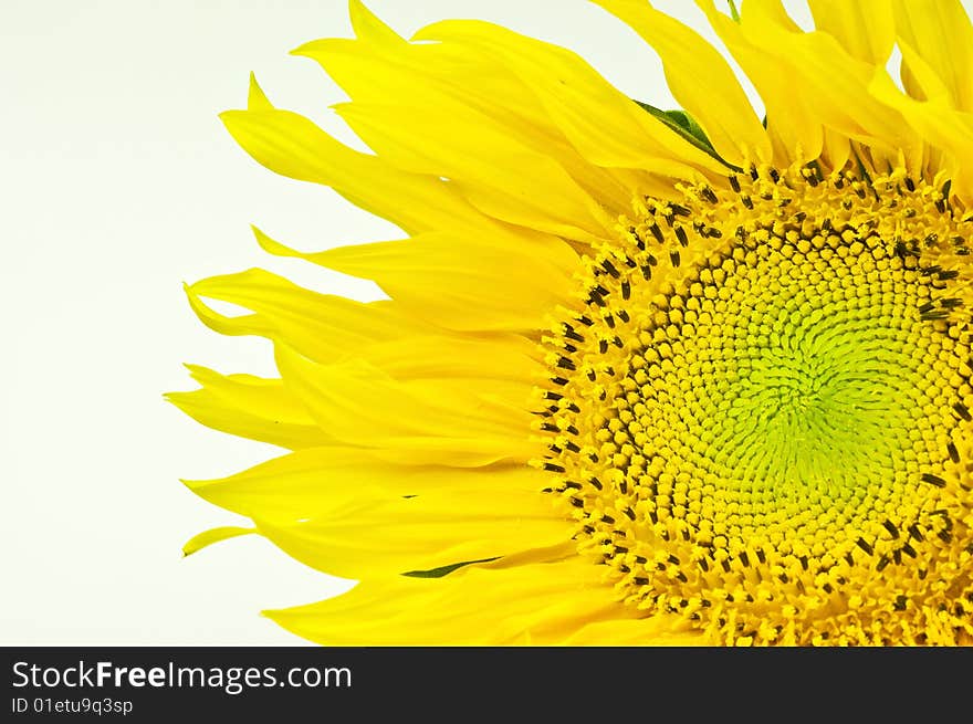 Closeup shoot of sunflower on white