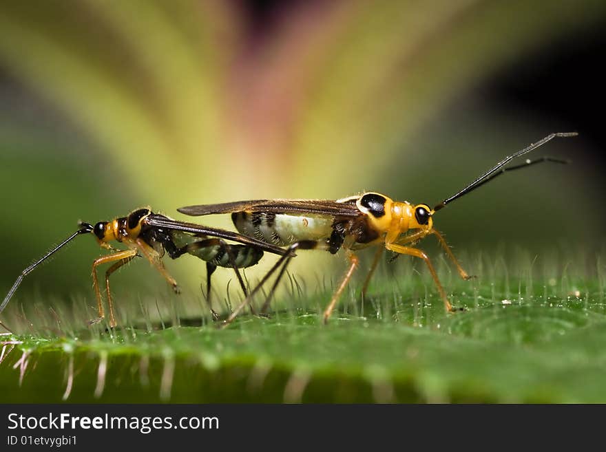 Mirid/miridae Bug Macro Mating with flower background. Mirid/miridae Bug Macro Mating with flower background