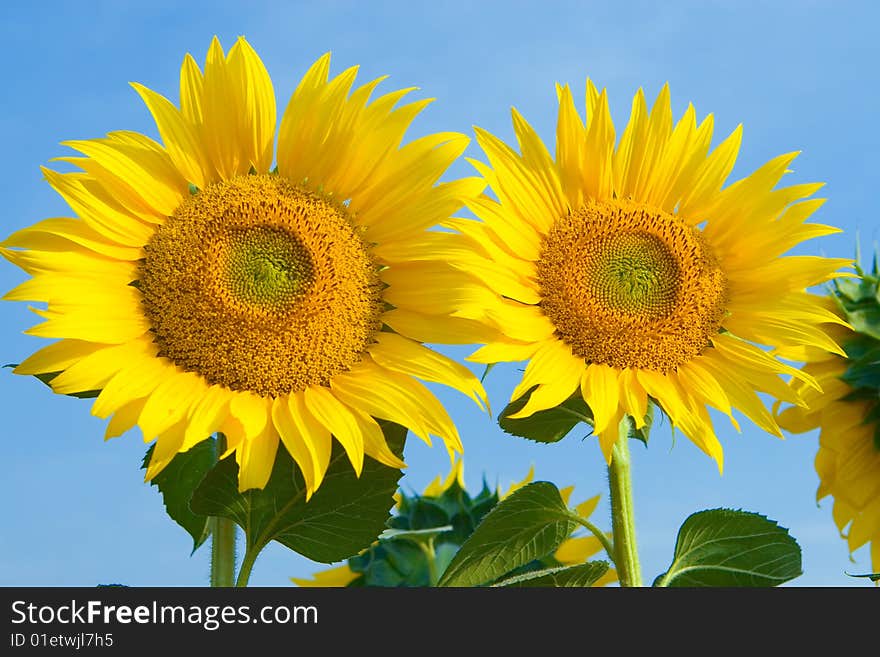 Sunflower in blue sky background