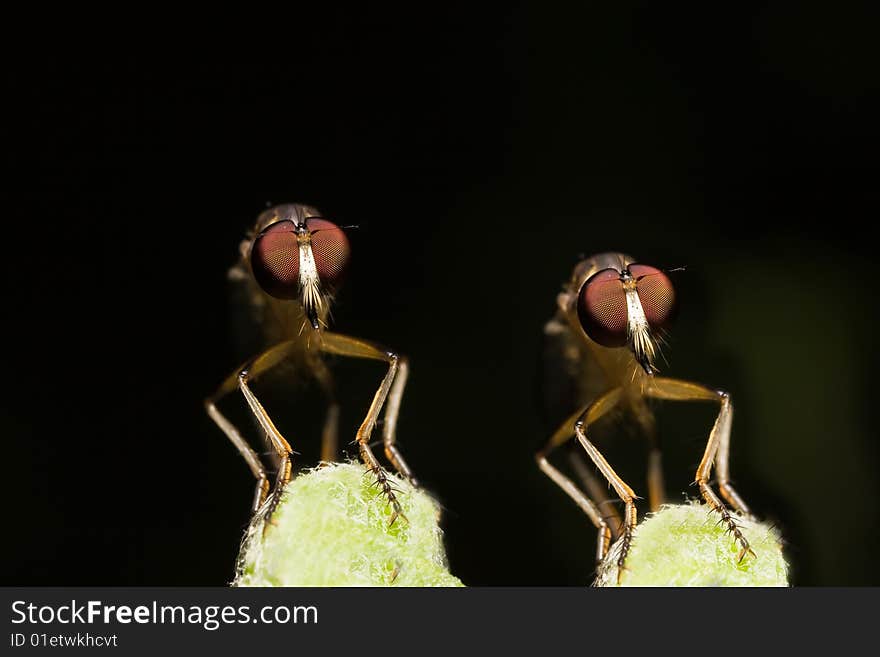 Twin Robber fly face view