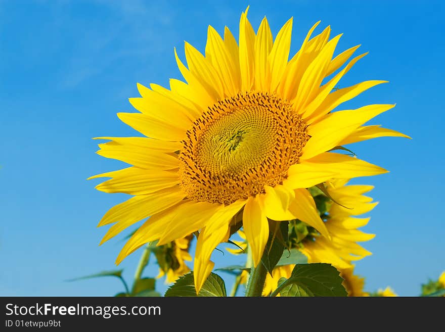 Sunflower in blue sky background