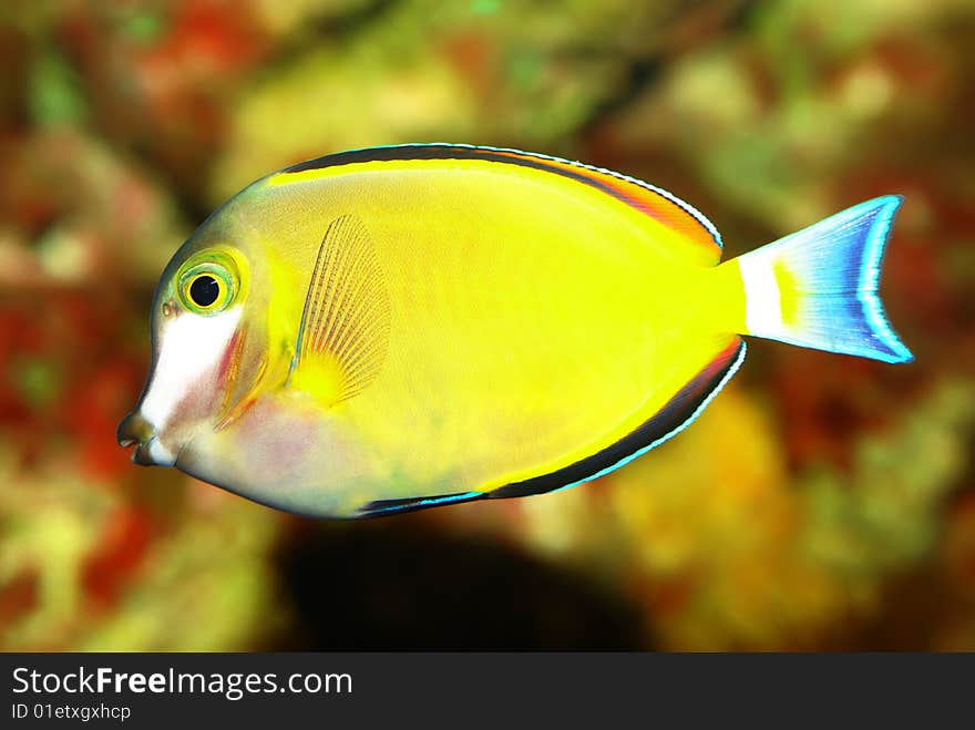 The colorful fish in aquarium