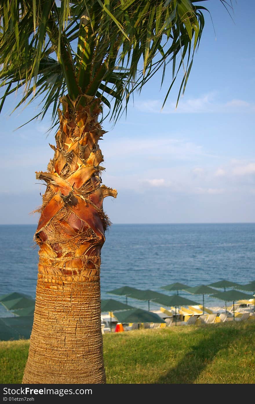 Palm on the beach in Kemer. Palm on the beach in Kemer