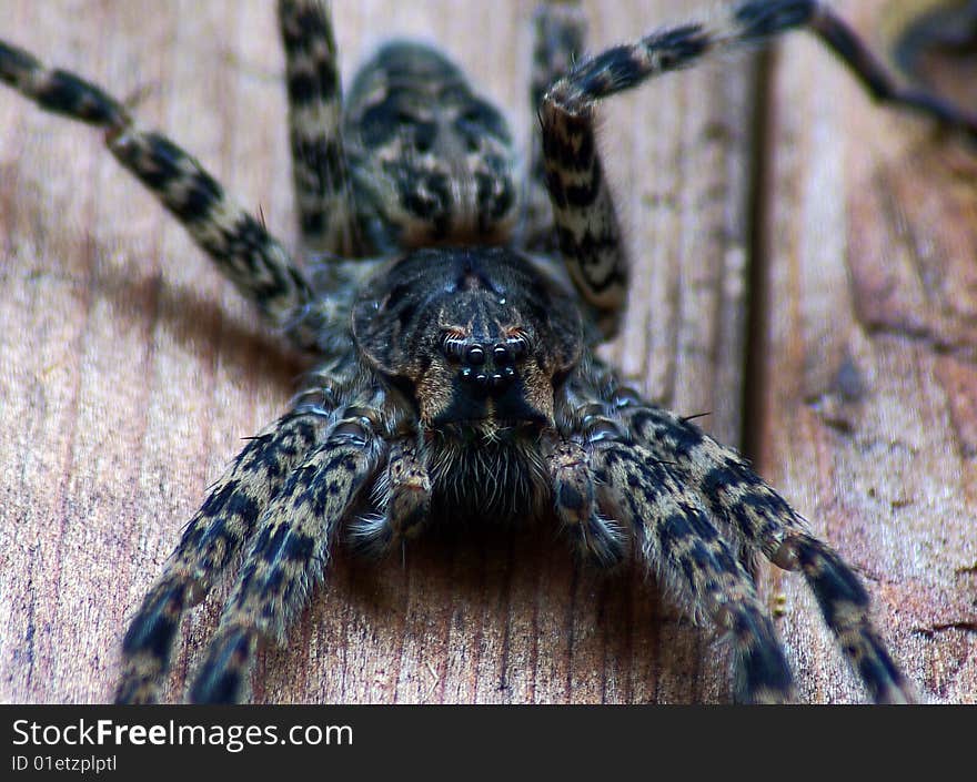 Close up look of a fishing spider. Close up look of a fishing spider