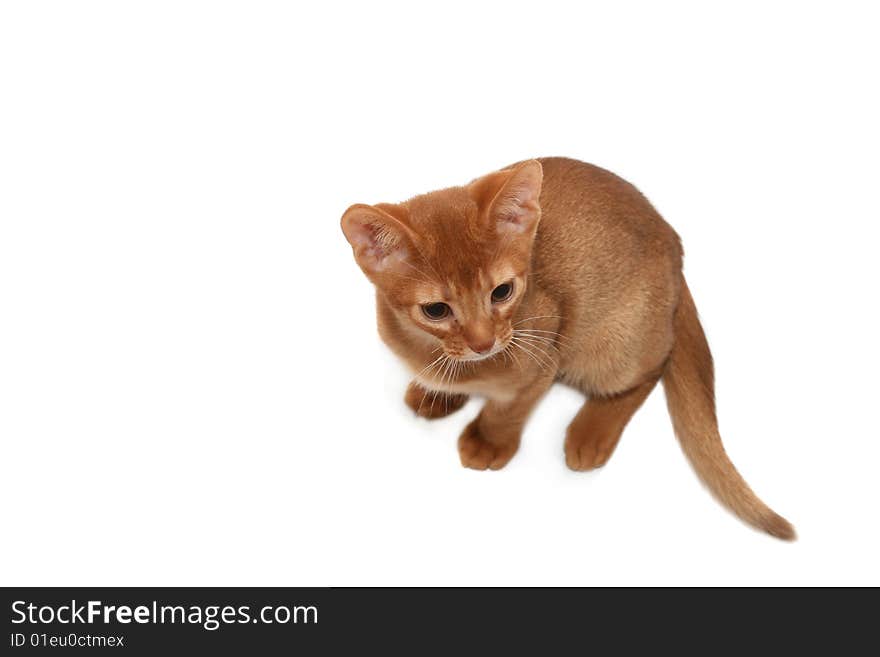 Small ridiculous cat of red color isolated