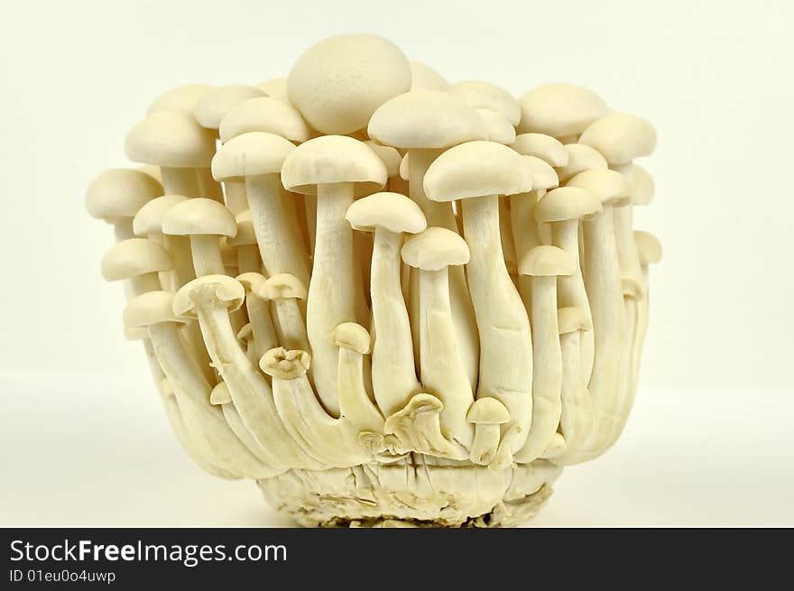 An elegant bunch of beach mushrooms isolated over white background. An elegant bunch of beach mushrooms isolated over white background