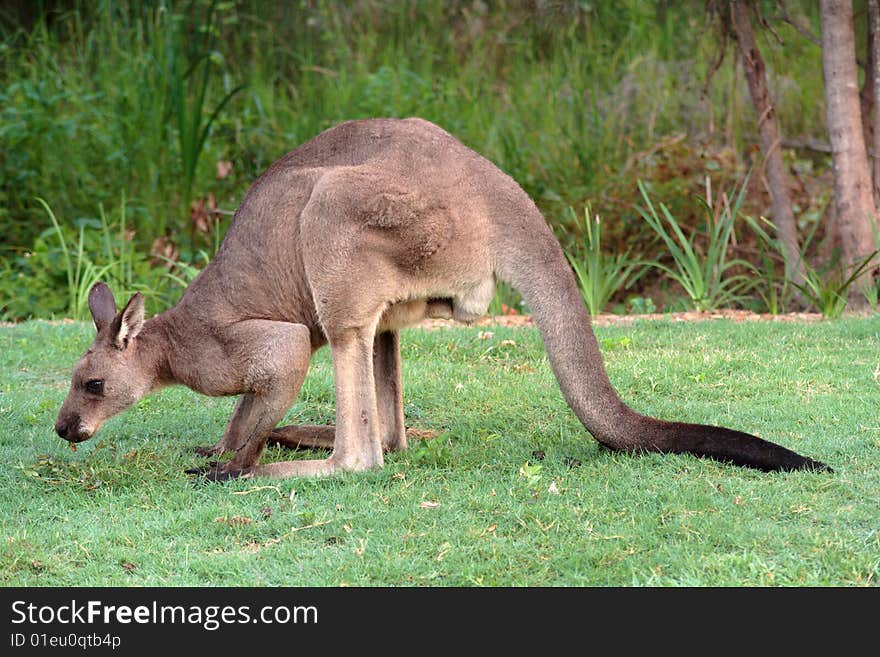 Kangaroo