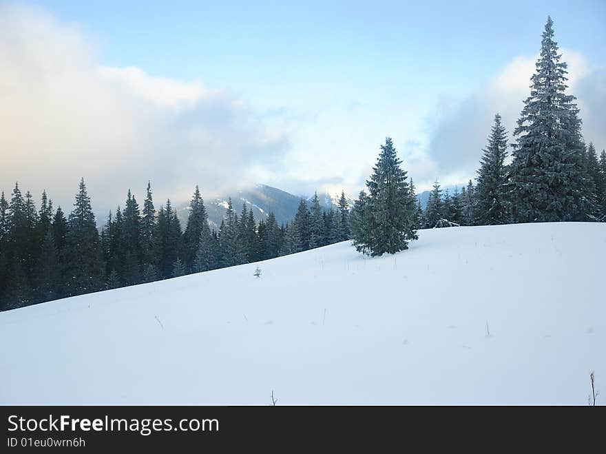 Woody slope. Carpatian mountains (Ukraine). Woody slope. Carpatian mountains (Ukraine)