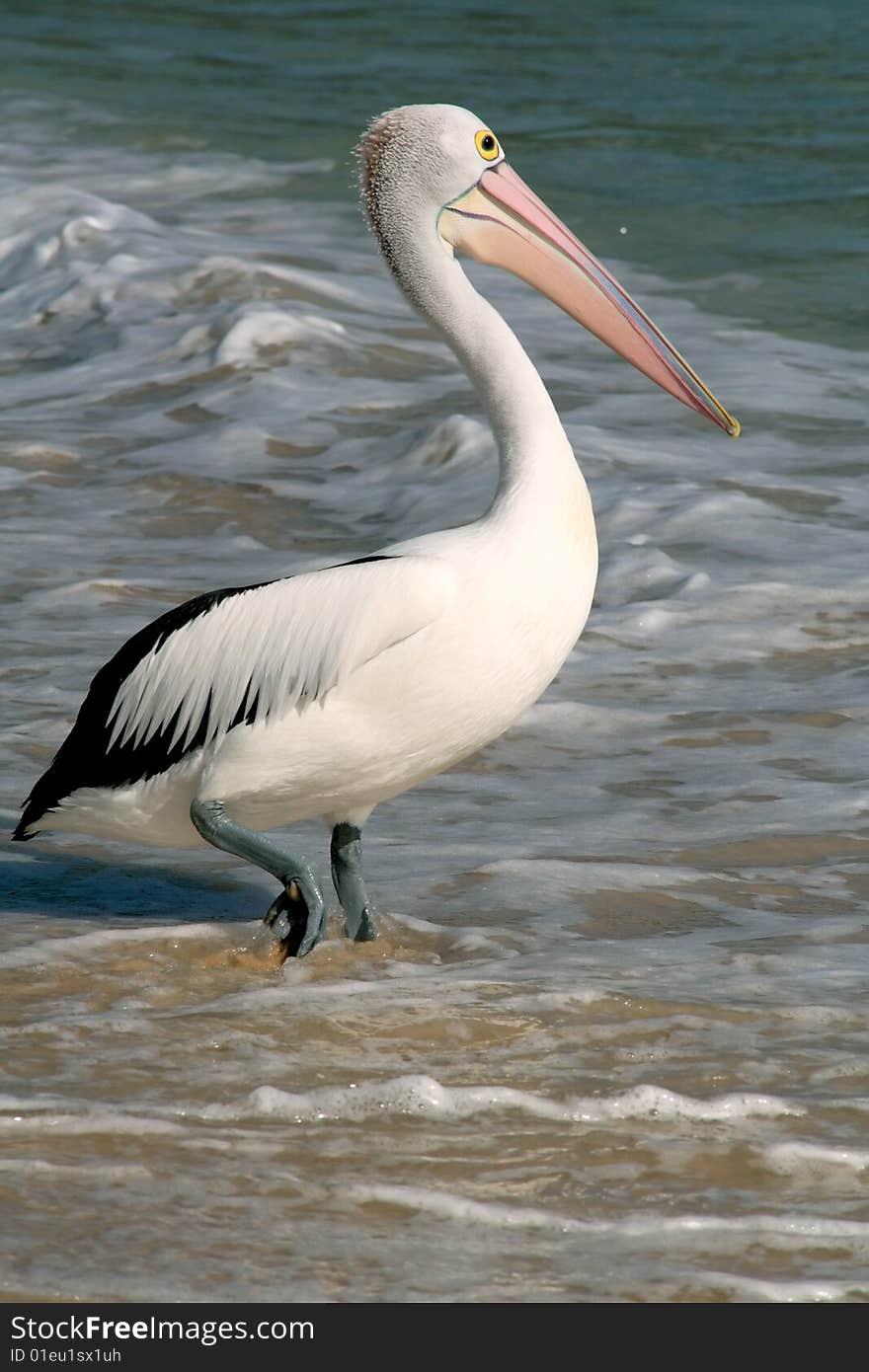 Huge pelican with blue feet, Australia