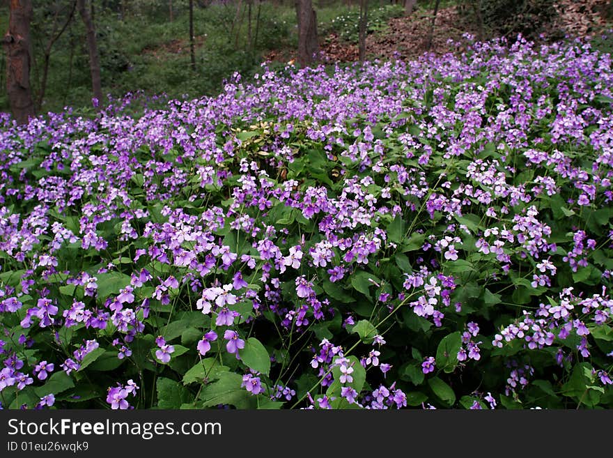 Violet flower, purple flower, Nanjing, China