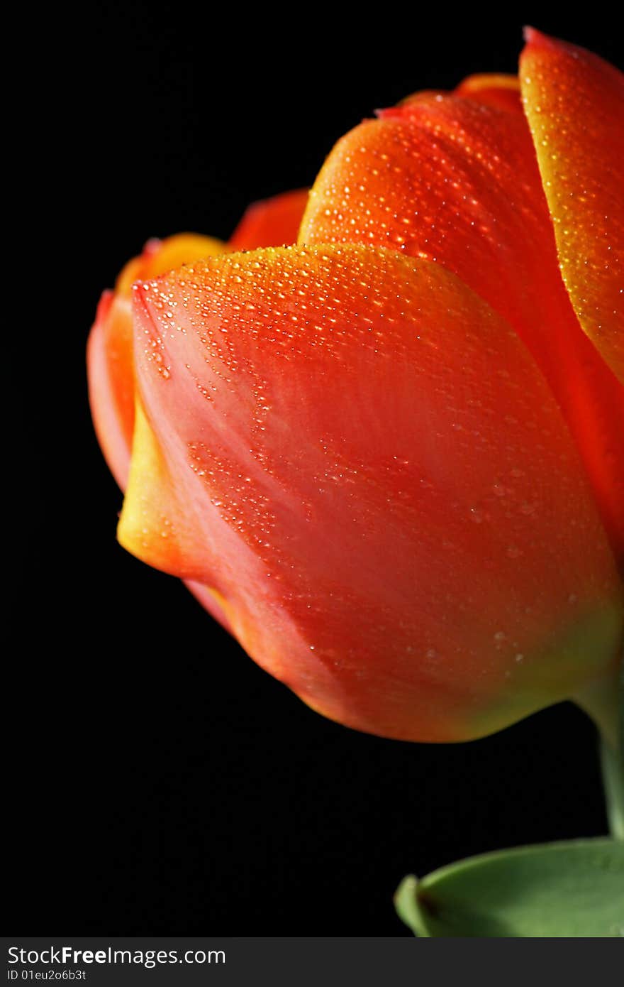 A beautiful orange tulip, with water drops. A beautiful orange tulip, with water drops